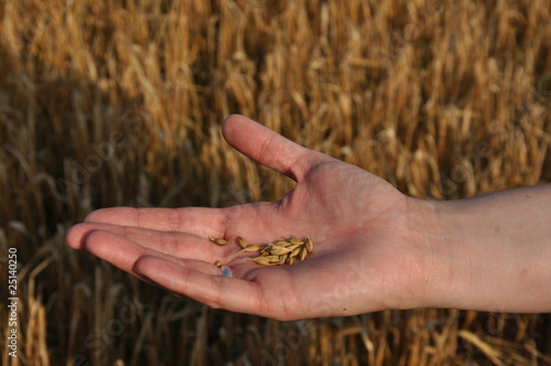 Hand with grains