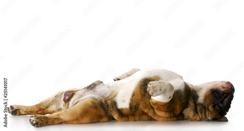 Fototapeta premium sleeping dog