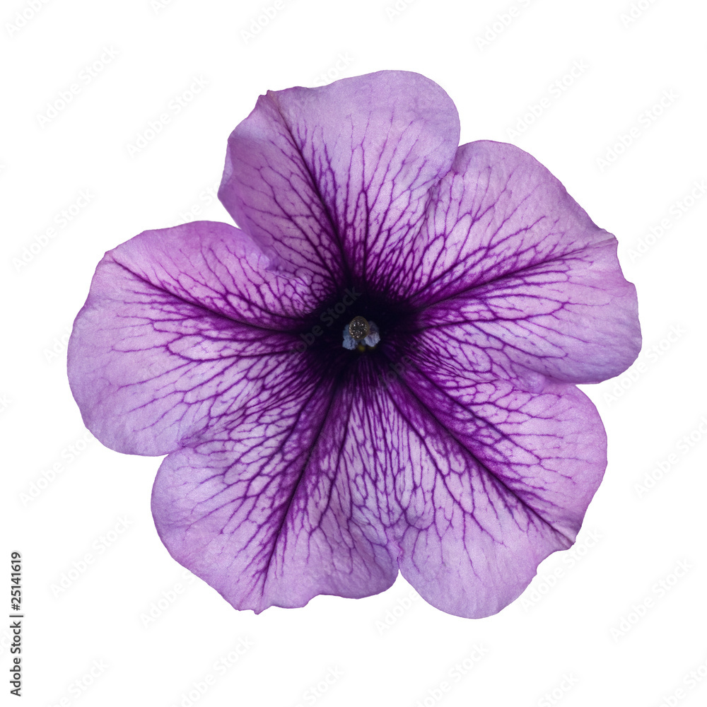 purple petunia - obrazy, fototapety, plakaty 