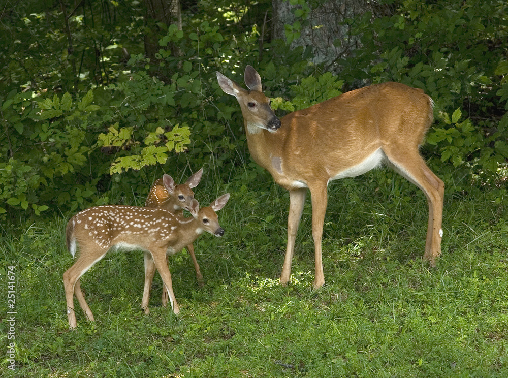Look at that the doe seems to be saying to her twin fawns still in spots next to a thick forest. Look at that the doe seems to be saying to her twin fawns still in spots next to a thick forest.