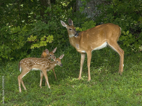Look at that the doe seems to be saying to her twin fawns still in spots next to a thick forest.
