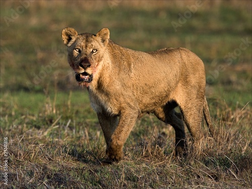The had dinner lioness