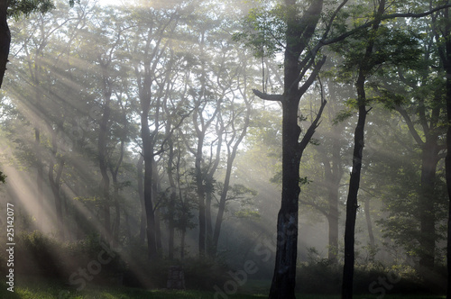Fototapeta Naklejka Na Ścianę i Meble -  morning forest sunbeam