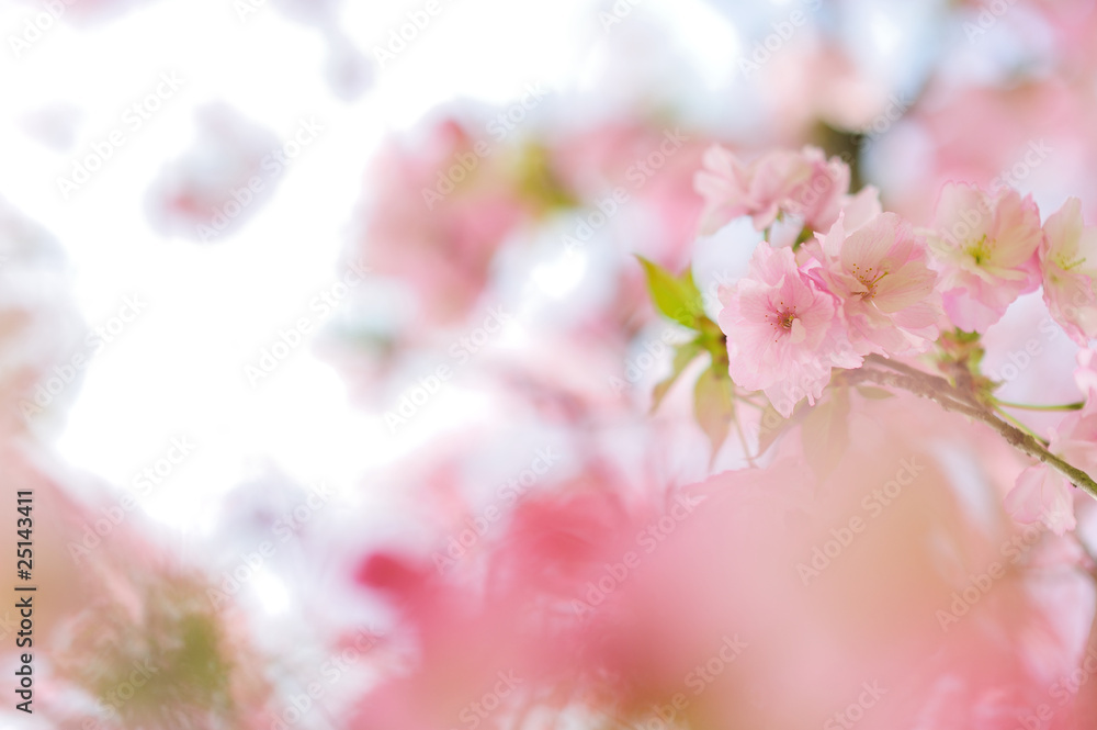 八重桜 八重桜