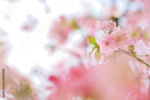 八重桜 © cube197