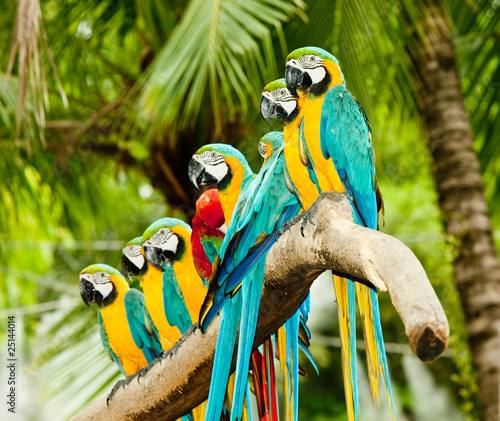 group of macaw