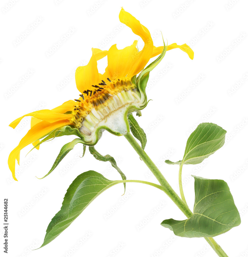 The sunflower cut half-and-half