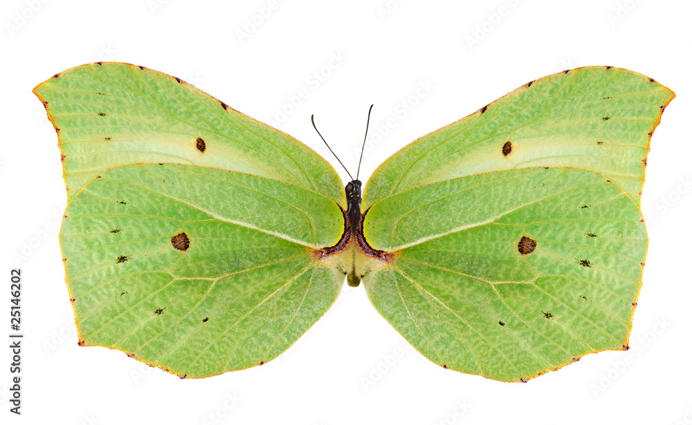 Fototapeta premium light green butterfly isolated on white