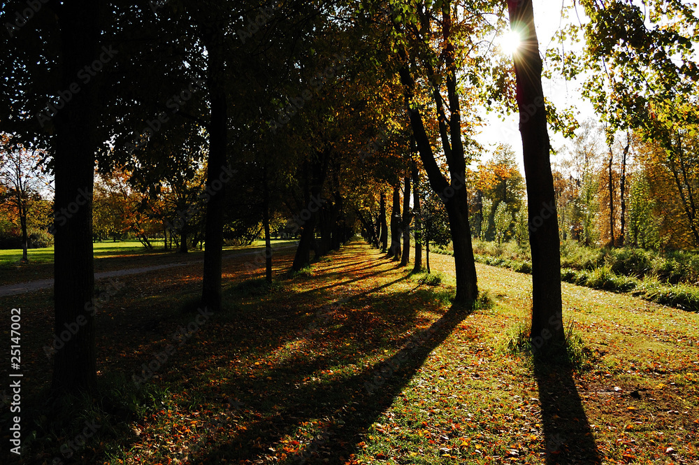 Naklejka premium Autumn sun