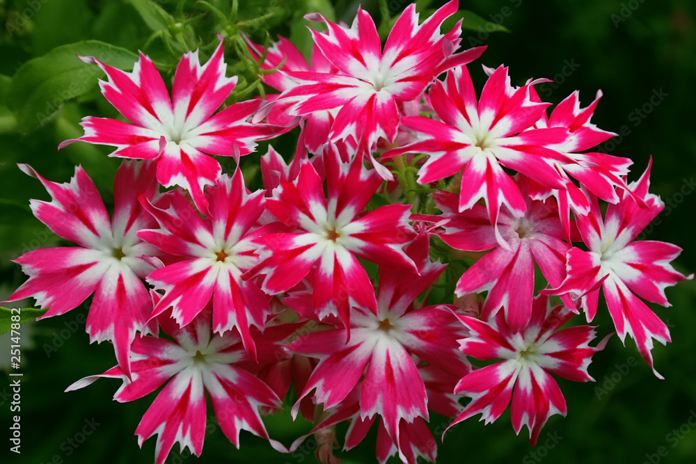 Obraz premium Phlox