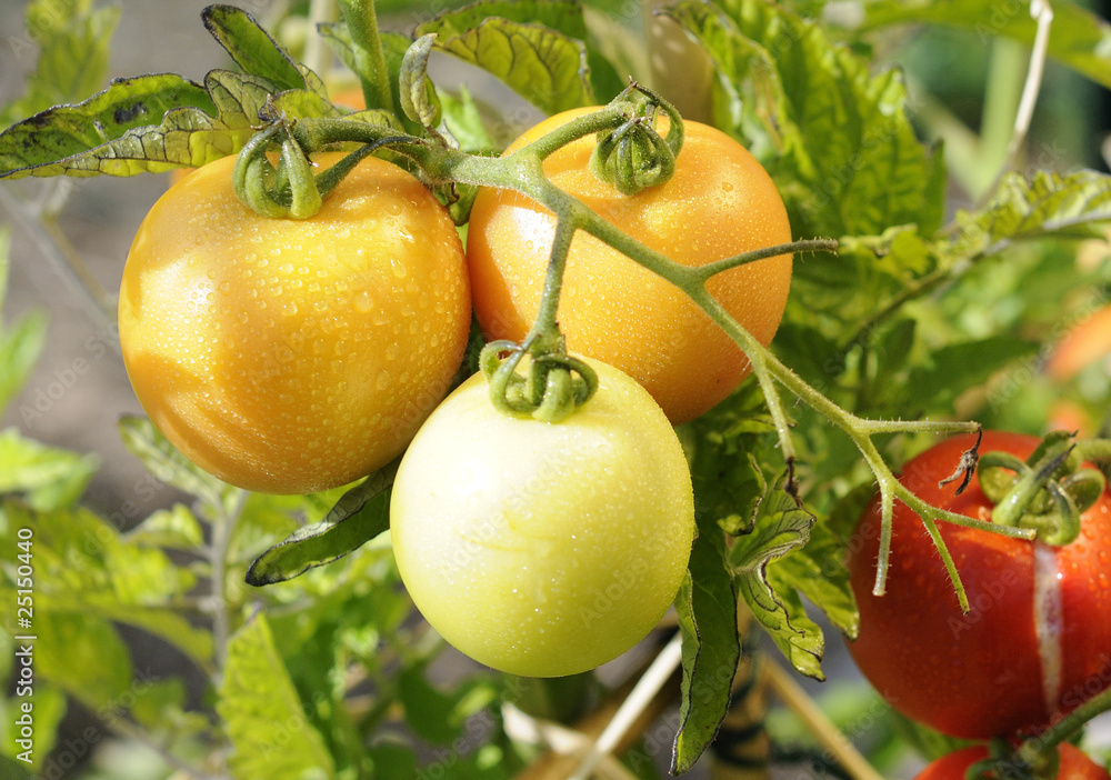 grappe de tomates