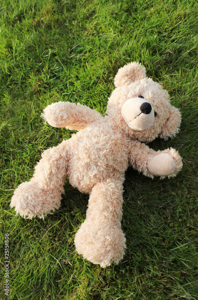 teddy bear on grass background teddy bear on grass background