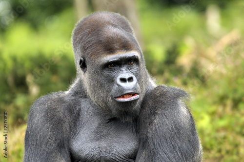 Gorille "dos argenté"