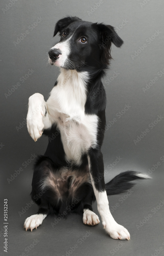 Border collie