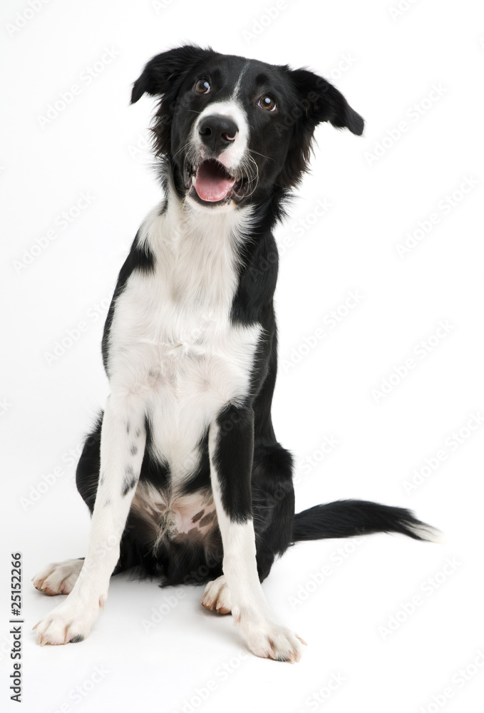 Border collie Border collie