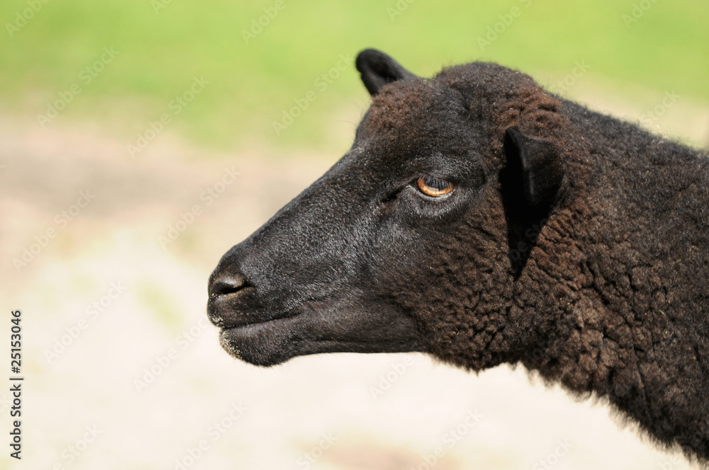 Fototapeta premium Skudde