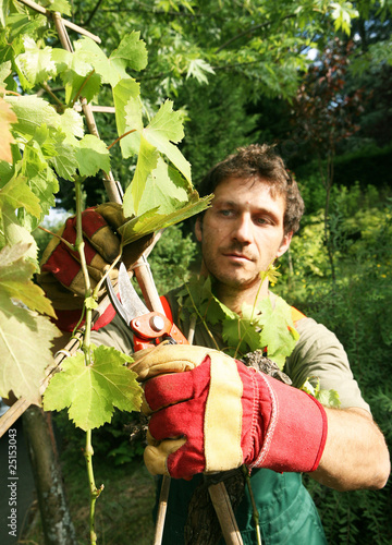vigne travaillée par un jardinier vigneron jovial