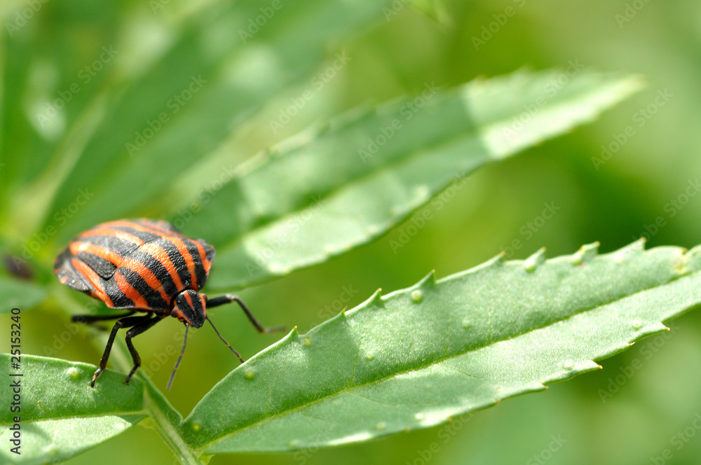 草にとまるカメムシ 草にとまるカメムシ