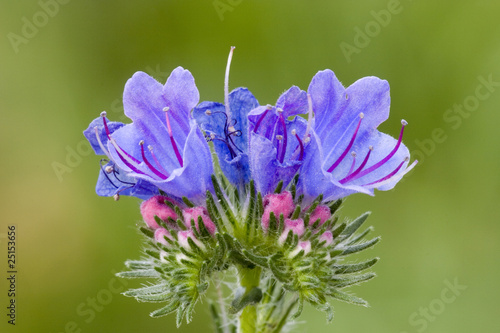 Natternkopf, Echium vulgare