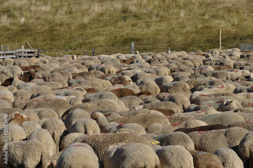 Moutons à l'enclos 3