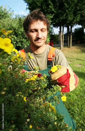 jardinier taille un massif de fleurs jaunes avec une cisaille © studiophotopro