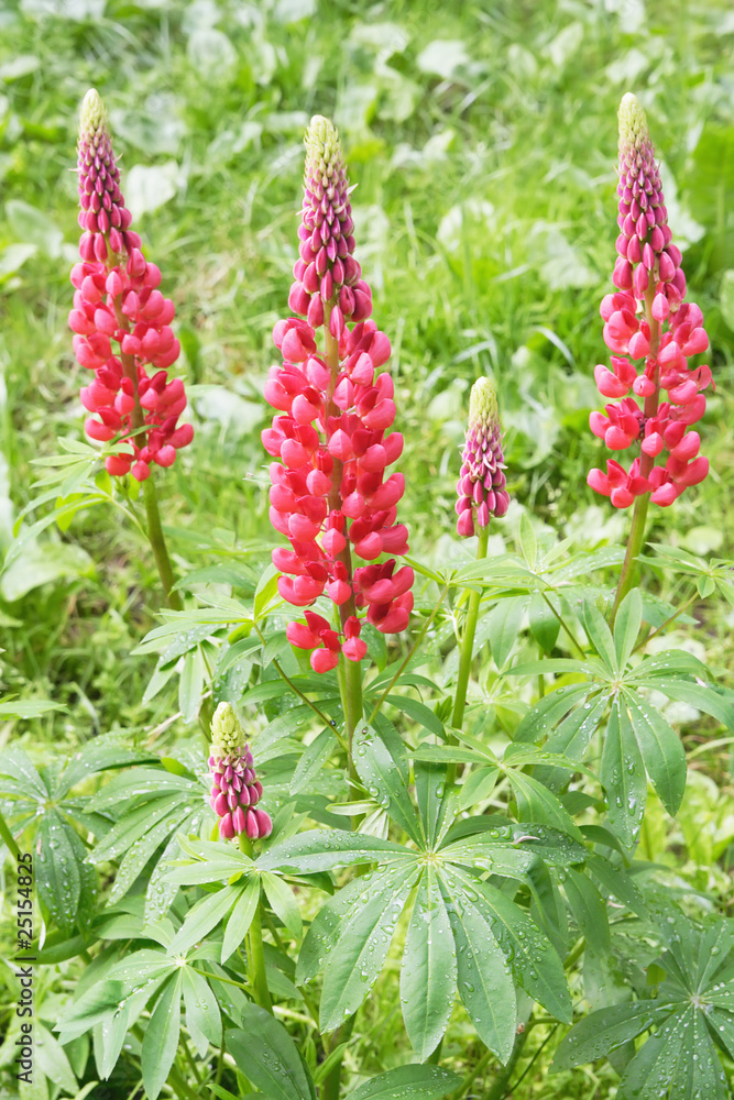 Pink lupines close-up Pink lupines close-up