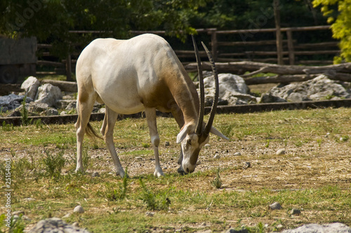 Scimitar-horned oryx (Oryx dammah) photo