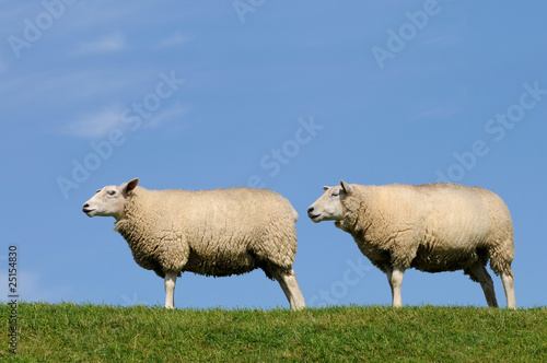 Fototapeta Naklejka Na Ścianę i Meble -  Zwei Schafe