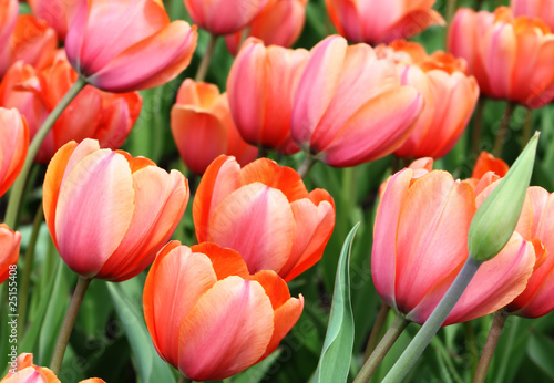 beautiful tulips