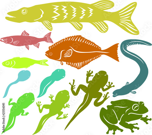 Set of a various fish and frog