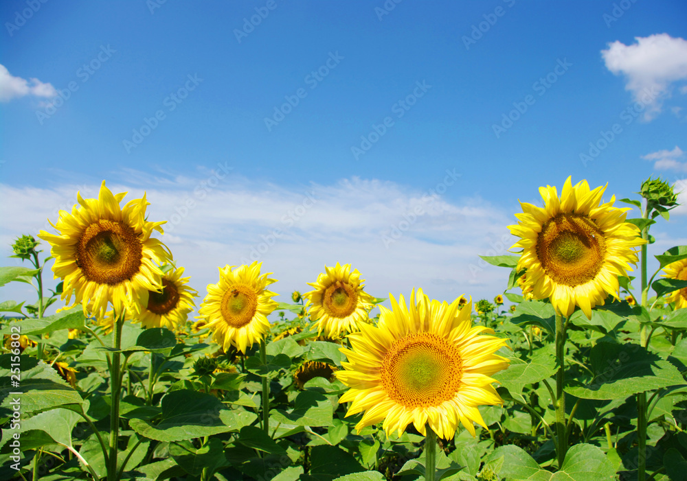 Obraz premium sunflowers