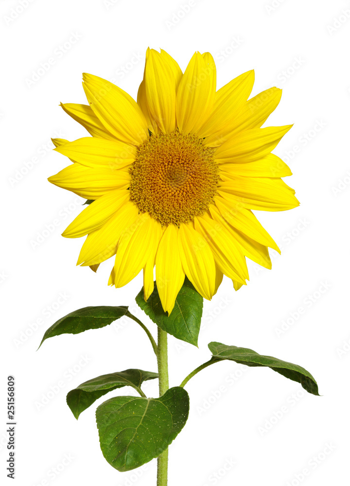 Obraz premium sunflower