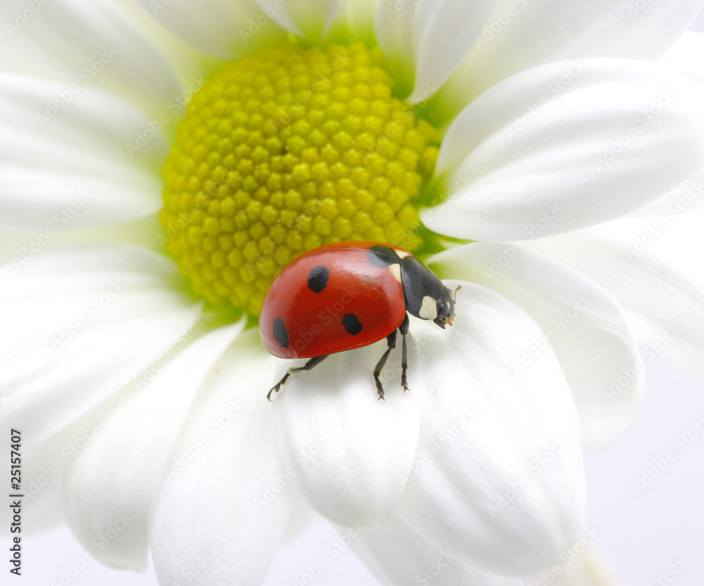 Obraz premium ladybug on petal