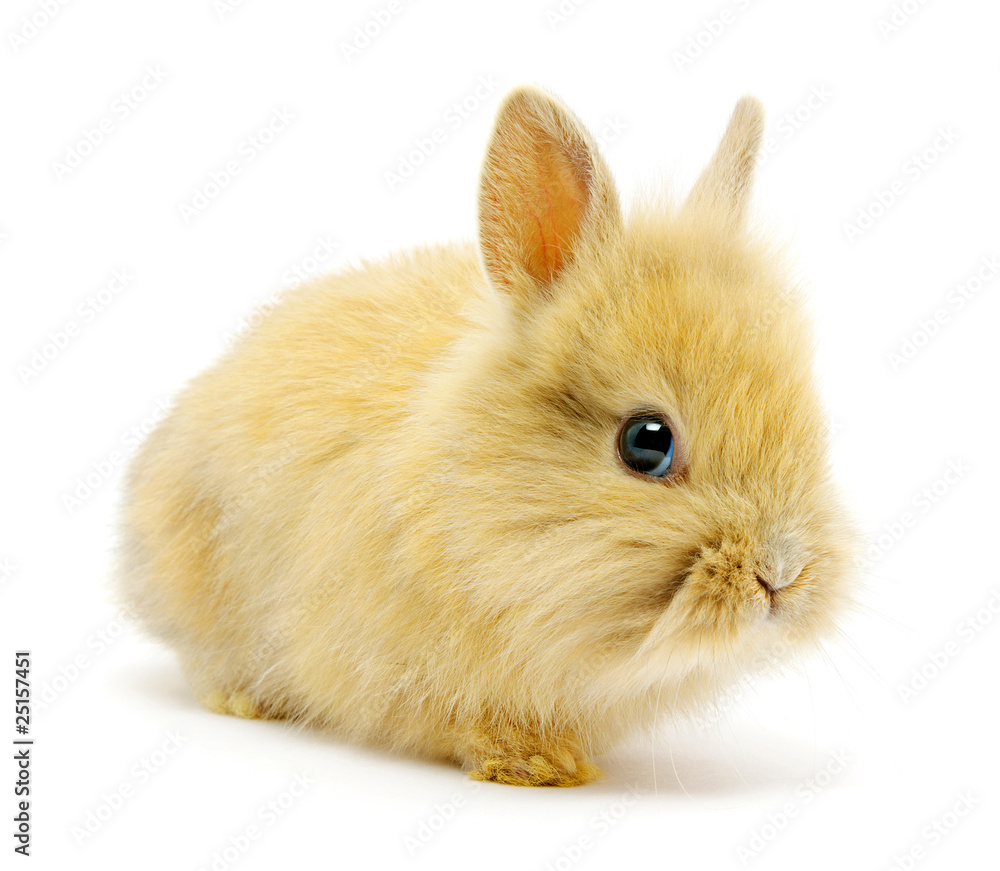 brown rabbit brown rabbit