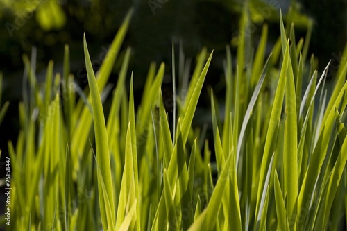 Close-Up Of Blades Of Grass