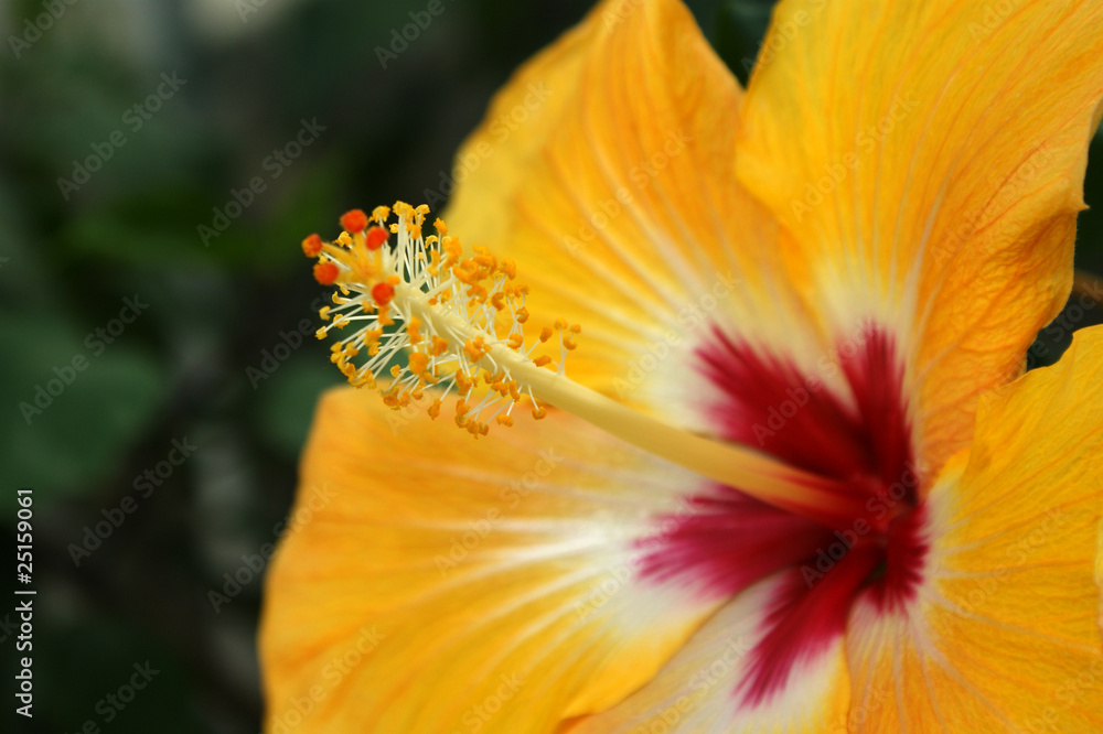 Pistil d'une fleur tropicale jaune Photos | Adobe Stock
