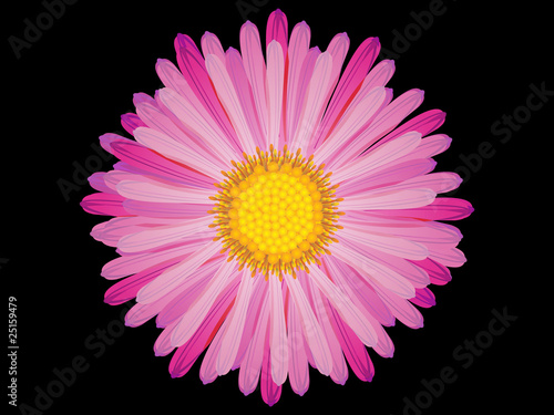 abstract pink flower photo