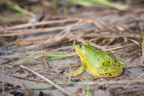 green frog seat between trees and leafes