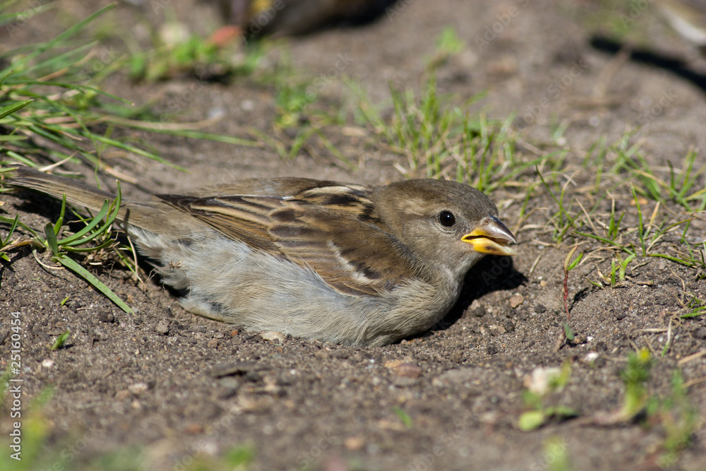 Passer domesticus, House Sparrow Passer domesticus, House Sparrow