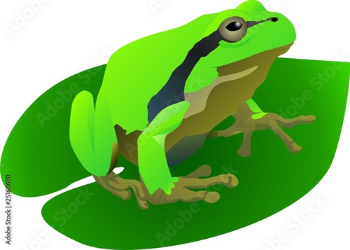 Fotografie Tree frog usual Hyla arborea green amphibious on the plant