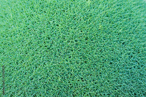 Cushion-like surface Dianthus erinaceus - small alpine plant