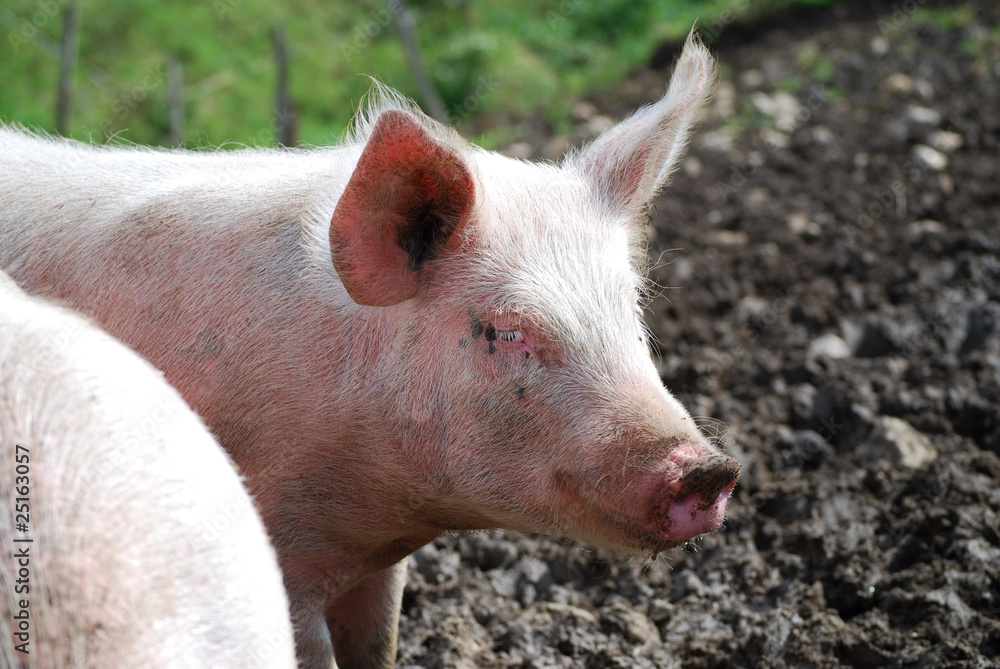 cochon cochon