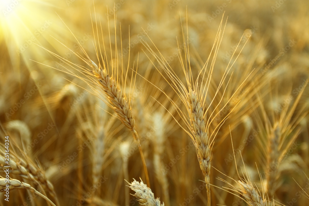 Ripe wheat Ripe wheat