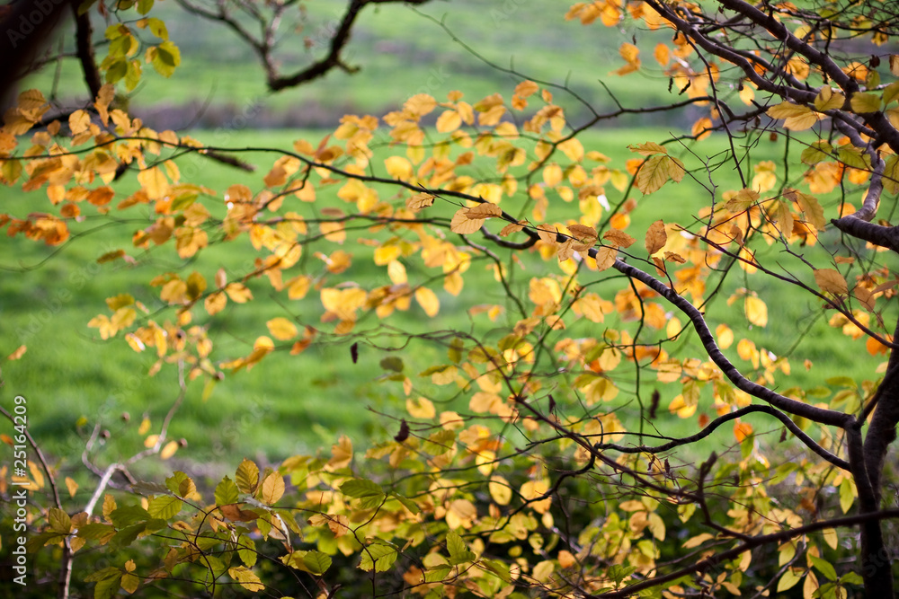 feuilles feuilles