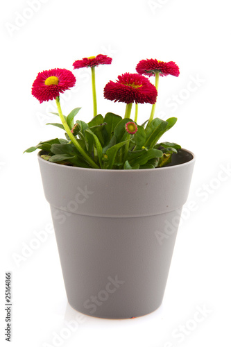 Wallpaper Mural Bellis flowers Torontodigital.ca