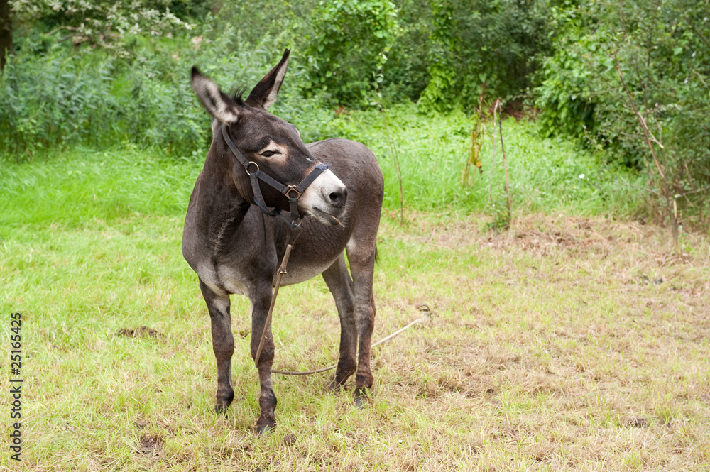 Donkey Donkey
