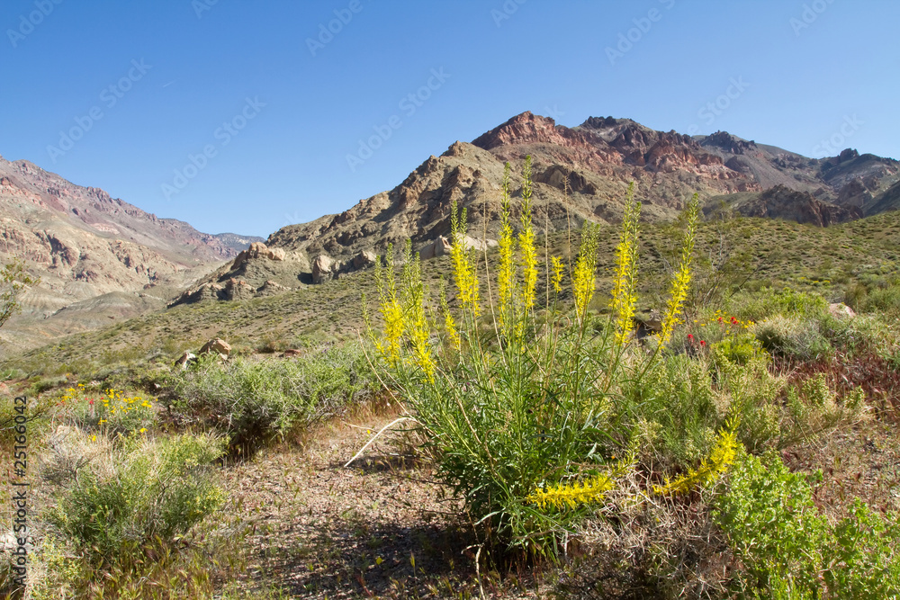 Colorful desert flowers blooming in Death Valley Colorful desert flowers blooming in Death Valley