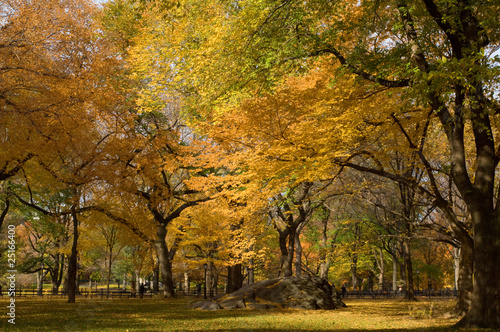 Beautiful park in autumn with leaves changing colors