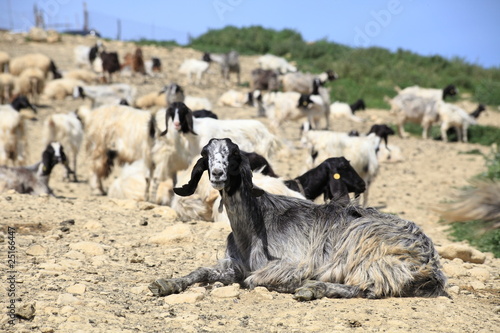 Fototapeta Naklejka Na Ścianę i Meble -  lovely goats in a farm in Sicily, Italy