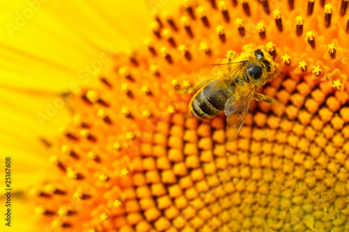 Fototapeta Naklejka Na Ścianę i Meble -  Bee on a sunflower